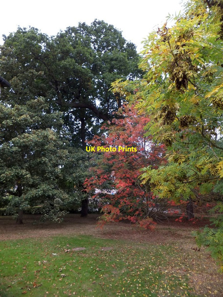 Photo 6"x4" Early autumn colour in the grounds of County Hall, Exeter Exeter c2013