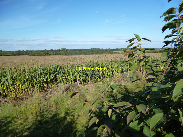 Photo 6"x4" Cornfield, Studley Green Studley Green\/SU7995 c2013