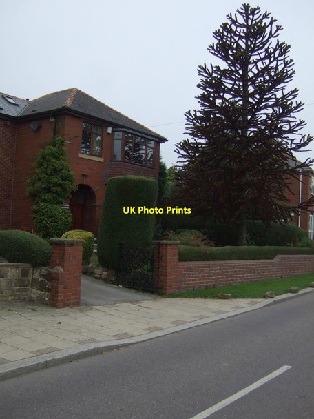 Photo 6"x4" Almost deceased monkey puzzle tree (Araucaria araucana) Thurnscoe c2013