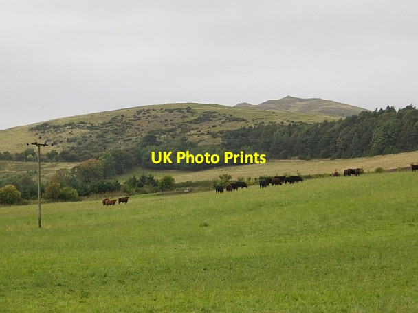 Photo 6"x4" Cattle, Balmeadowside Parbroath c2013