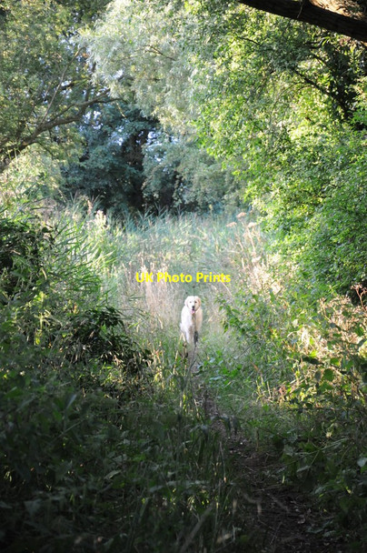 Photo 6"x4" Kai on a track near Baughton Baughton c2013