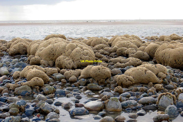 Photo 6"x4" Coral encrusted pebbles on Rossall Beach Fleetwood c2013