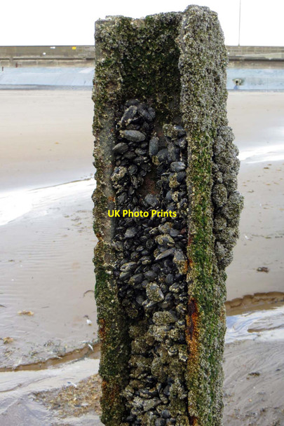 Photo 6"x4" Mussel encrusted post Fleetwood c2013