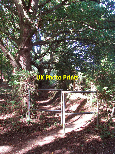 Photo 6"x4" Path from Star House to Rockland St Mary Hellington c2013