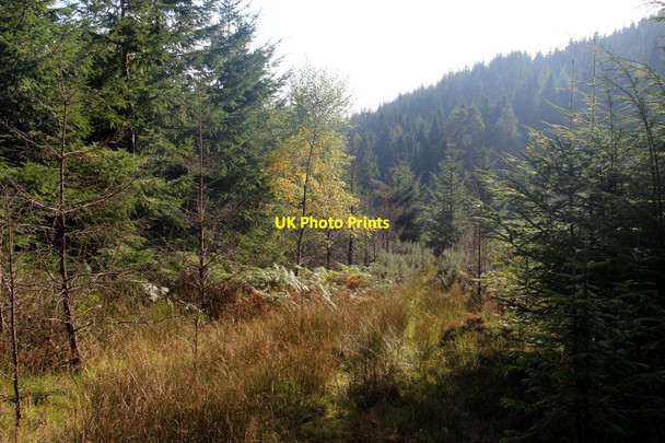 Photo 6"x4" Old track through the forest above Bullwood Dunoon c2013