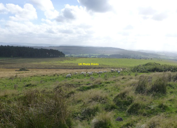 Photo 6"x4" Sheep on Eglingham Moor Eglingham c2013