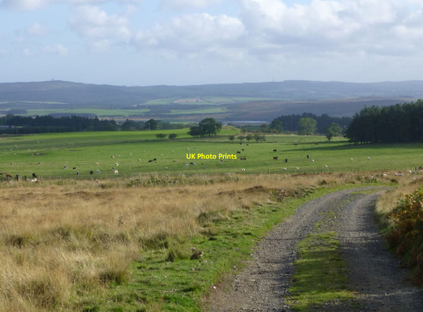 Photo 6"x4" Looking down the track from Hagdon Eglingham c2013