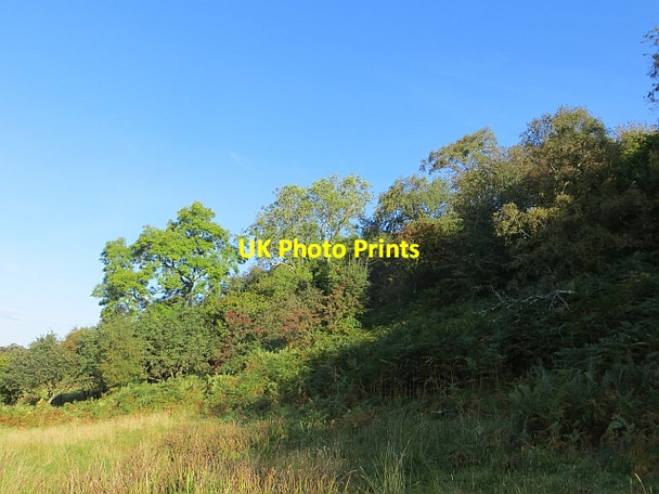 Photo 6"x4" Woodland beneath Lenihall St Colmac c2013