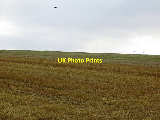 Photo 6"x4" Two tone stubble Duncrievie c2013