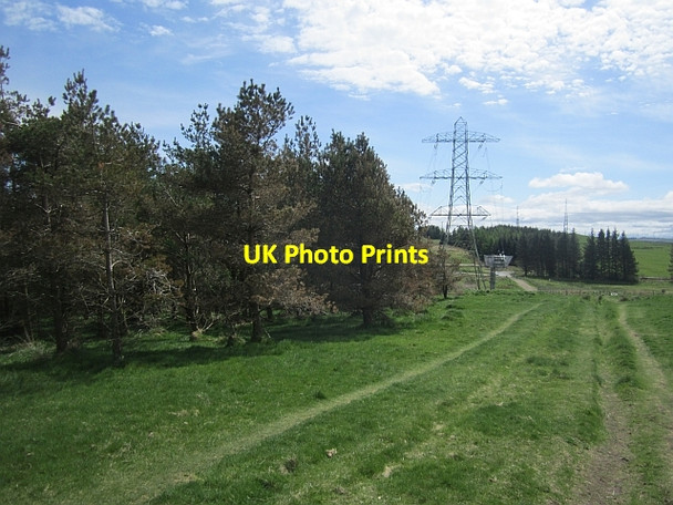 Photo 6"x4" Woodland edge, Gleniffer Braes Johnstone\/NS4362 c2013