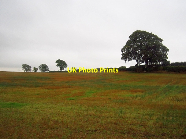 Photo 6"x4" Oat stubble Mills c2013