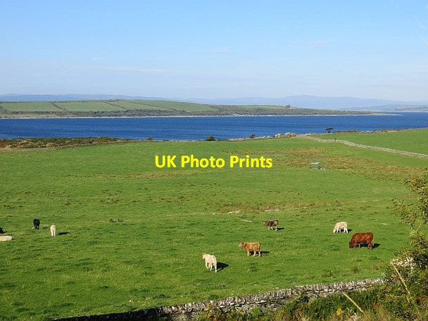 Photo 6"x4" Cattle by Mecknoch Straad c2013