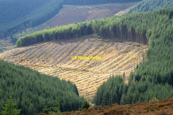 Photo 6"x4" Plantation on Minchmoor Rig Hangingshaw\/NT3930 c2013