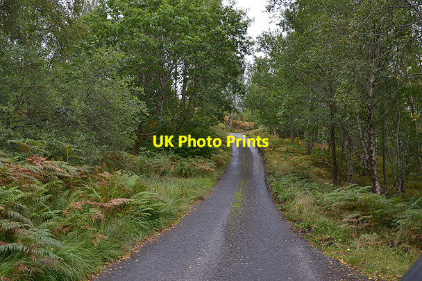 Photo 6"x4" The Arkaig road running through woodland Allt Mhuic Bheag c2013