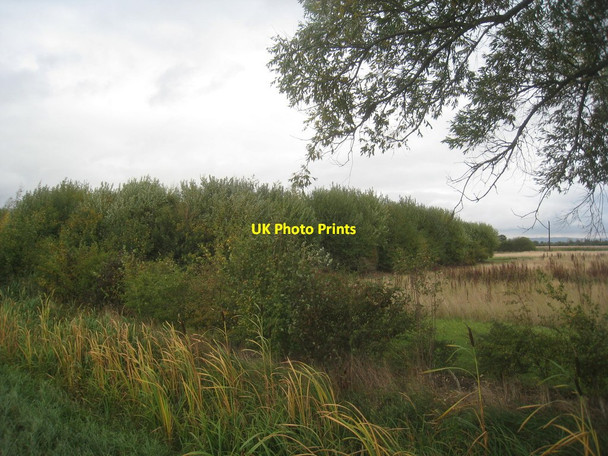 Photo 6"x4" Small plantation Staddlethorpe\/SE8328 c2013