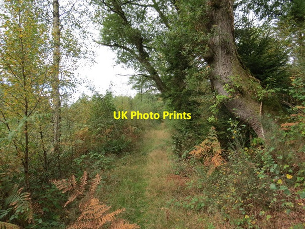 Photo 6"x4" Llwybr Ffinnant \/ Ffinnant path Pont-ar-llechau c2013