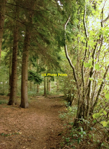 Photo 6"x4" Path at the margin of High Ridge Wood Brockham Park c2013