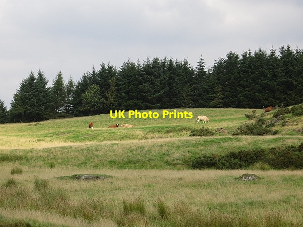 Photo 6"x4" Cattle near Plains Path of Condie c2013
