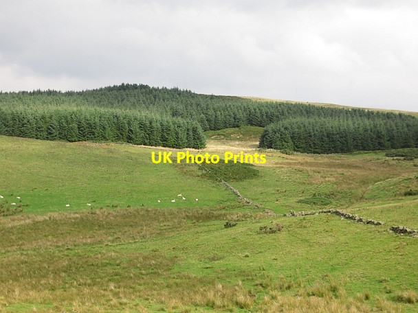 Photo 6"x4" Woodland on Arlick Hill Path of Condie c2013