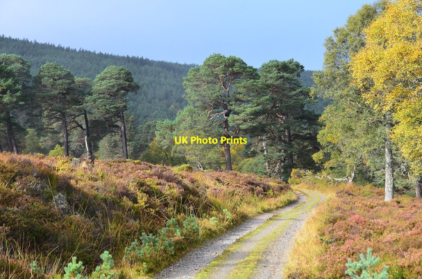 Photo 6"x4" The track up Glen Quoich Inverey\/NO0889 c2013
