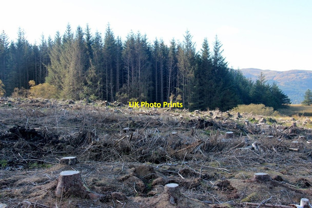 Photo 6"x4" Clear felling on An Leacan An Leacan c2013