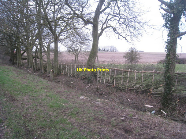 Photo 6"x4" Newly laid hedge near Lound Bourne\/TF0920 c2013