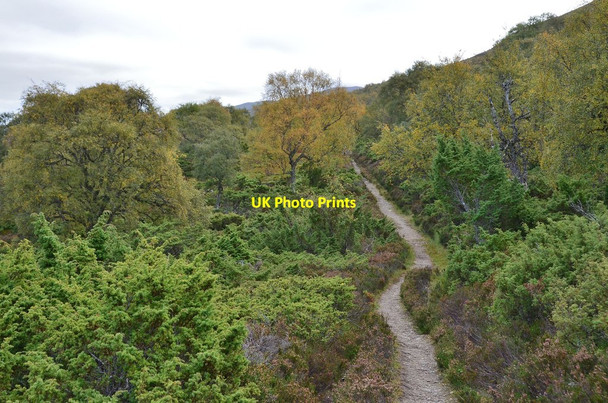 Photo 6"x4" Path in Morrone Birkwood Tomintoul\/NO1490 c2013