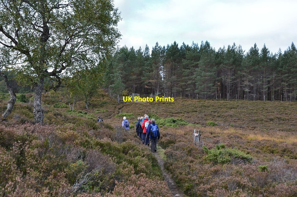 Photo 6"x4" Path approaching An Car plantation, Braemar Allanaquoich c2013