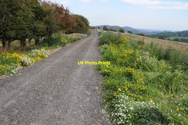 Photo 6"x4" Public byway above the Vyrnwy valley Dolanog c2013