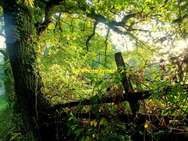 Photo 6"x4" Autumn under the oak Dordale c2013