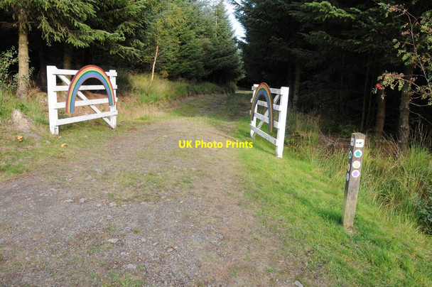 Photo 6"x4" The Rainbow Trail, Pen y Ffordd Wood Foel\/SH9911 c2013