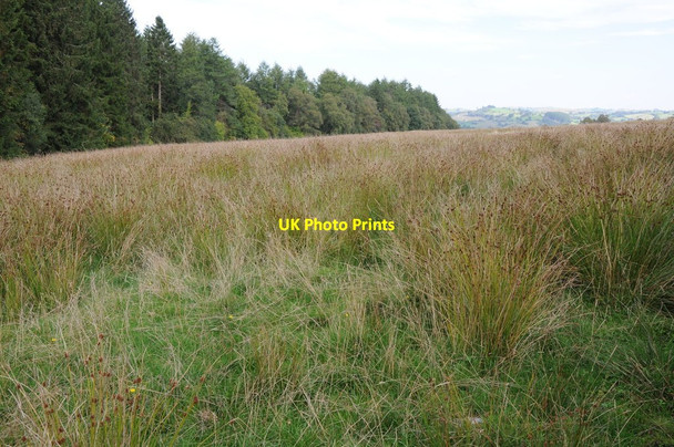 Photo 6"x4" Rough grazing land above Pont Llogel Pont Llogel c2013