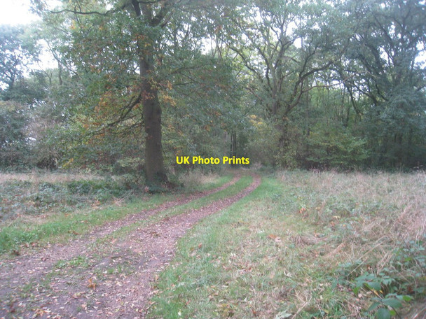 Photo 6"x4" Path into Stocking Wood Eagle Barnsdale c2013