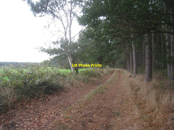 Photo 6"x4" Path along the fringe of Tunman Wood Eagle Barnsdale c2013