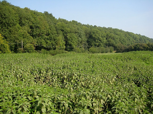 Photo 6"x4" A sea of nettles Broadway Lands c2008