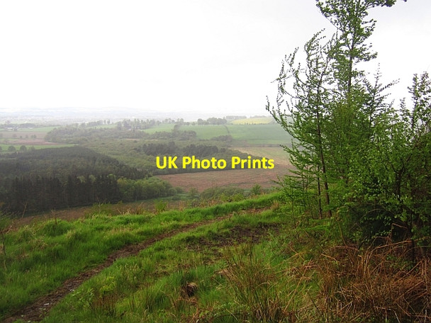 Photo 6"x4" Path, Moss-side Plantation Drumsleet c2013