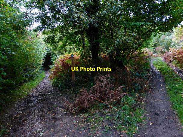 Photo 6"x4" Junction of track with bridleway near Little Todham Farm Midhurst c2013