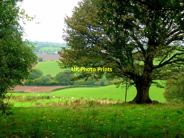 Photo 6"x4" Oak in pasture Broadstone\/SO5003 c2013