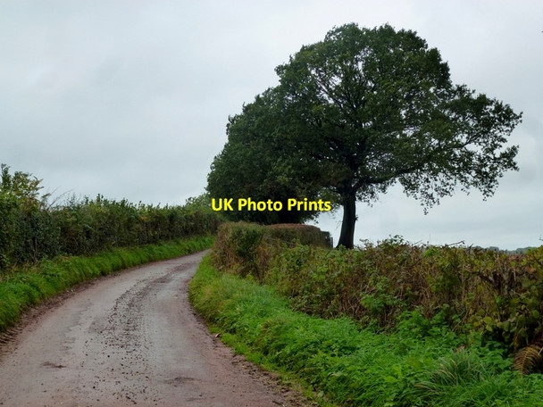 Photo 6"x4" Oak on 226m spot height Cotland\/SO5004 c2013