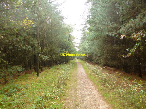 Photo 6"x4" Ringwood Forest, footpath Ebblake c2013
