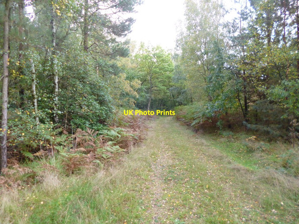 Photo 6"x4" Ringwood Forest, track Ebblake c2013