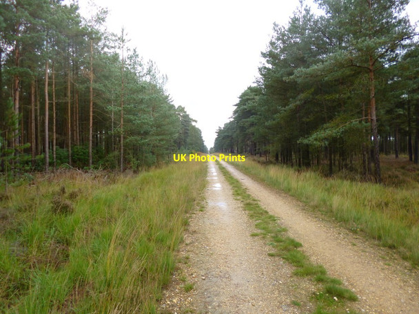 Photo 6"x4" Somerley, forestry road Ebblake c2013