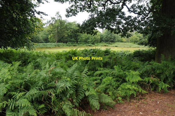 Photo 6"x4" Dunham Park Hale\/SJ7686 c2013
