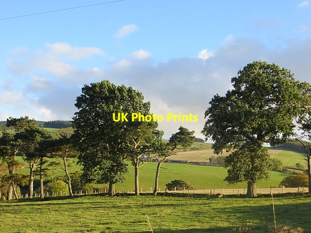 Photo 6"x4" Windswept trees Humbie\/NT4562 c2013