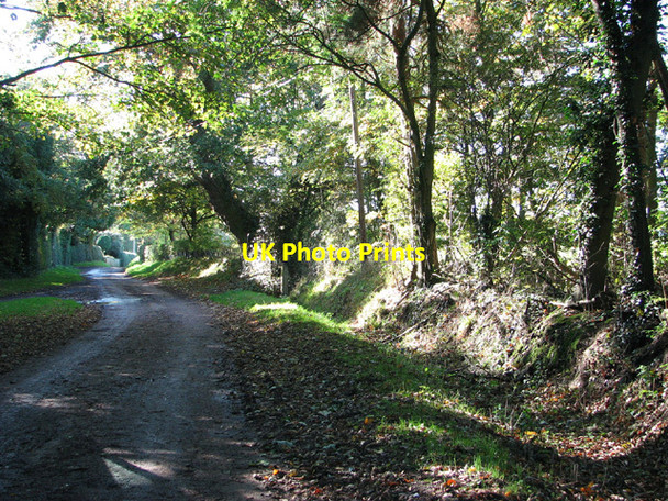 Photo 6"x4" Oak trees beside track Great Plumstead c2013