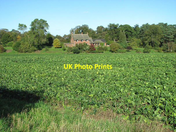 Photo 6"x4" View across sugar beet crop, Woodbastwick Woodbastwick c2013