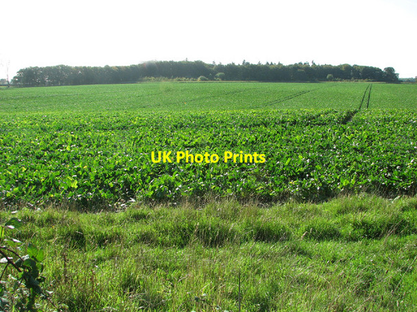 Photo 6"x4" View towards Knight's Wood Woodbastwick c2013