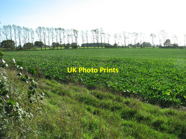 Photo 6"x4" A row of poplars by Owl's Grove Woodbastwick c2013
