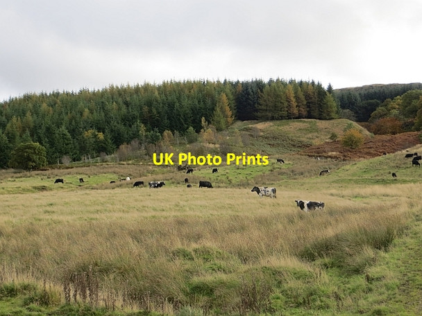 Photo 6"x4" Stank Burn Cleish c2013