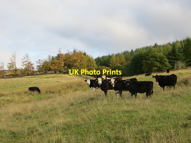 Photo 6"x4" Cattle by the Shank Burn Cleish c2013
